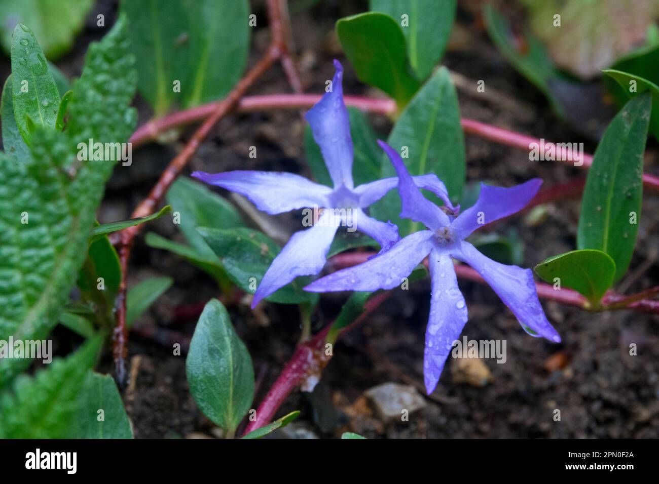 Herbaceous Periwinkle, Vinca herbacea, Fiore, Periwinkle, Vinca Foto Stock