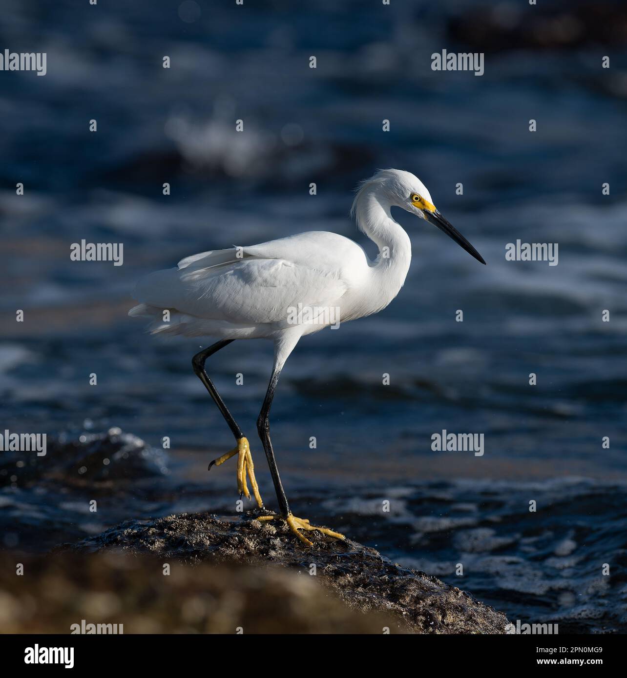 Un grande profilo di Egret Bianco in piedi sul litorale Foto Stock