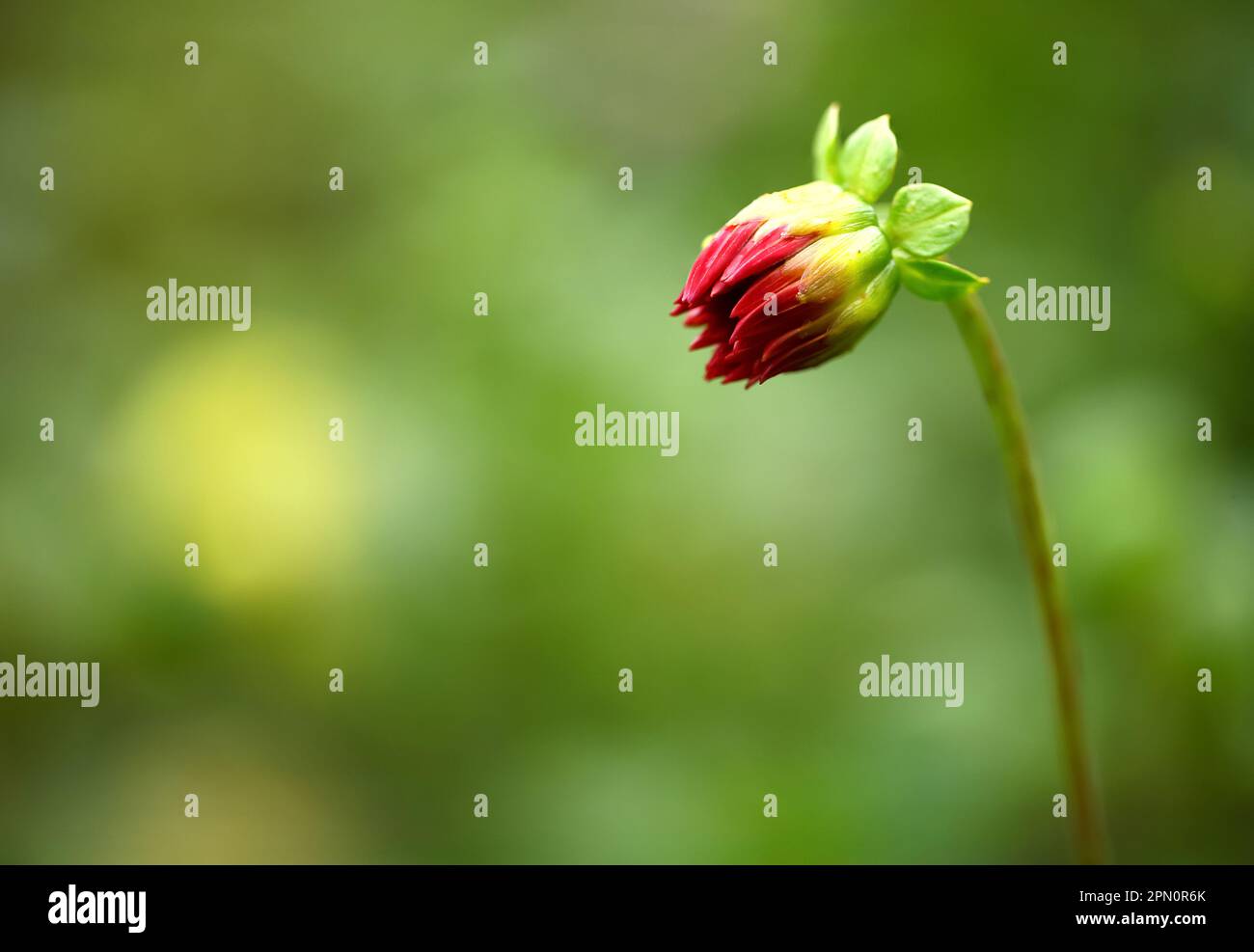 Dahlia boccioli di fiori con sfondo sfocato Foto Stock