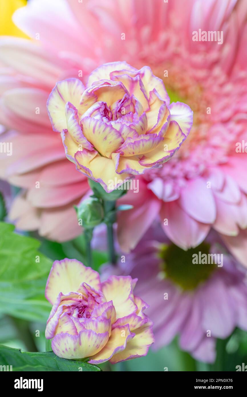 Due bellissimi garofani gialli con bordi viola sui petali. Foto Stock