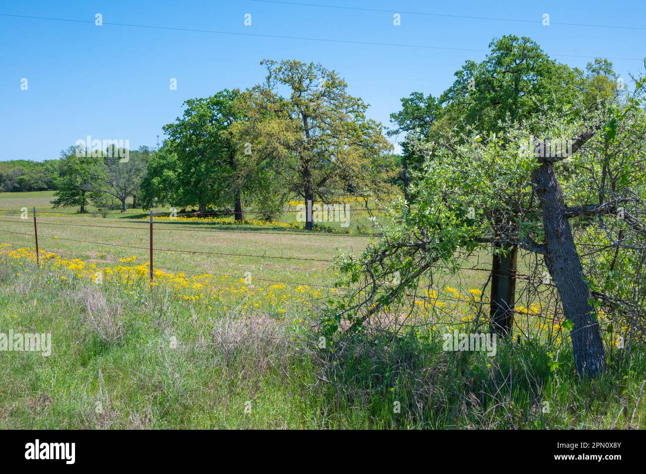 Una strada di campagna nel Texas orientale passa da una recinzione di filo spinato e le mucche riposano all'ombra degli alberi. Foto Stock