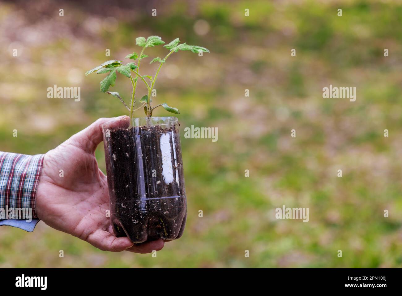 Ottenendo i giovani pianta del pomodoro in contenitore di plastica pronto per piantare. Foto Stock