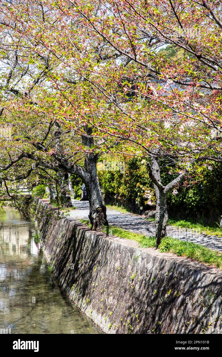 Kyoto Giappone 2023 aprile, percorso dei filosofi sentiero a piedi durante la stagione dei ciliegi, che prende il nome dai filosofi giapponesi e popolare passeggiata per la gente del posto Foto Stock
