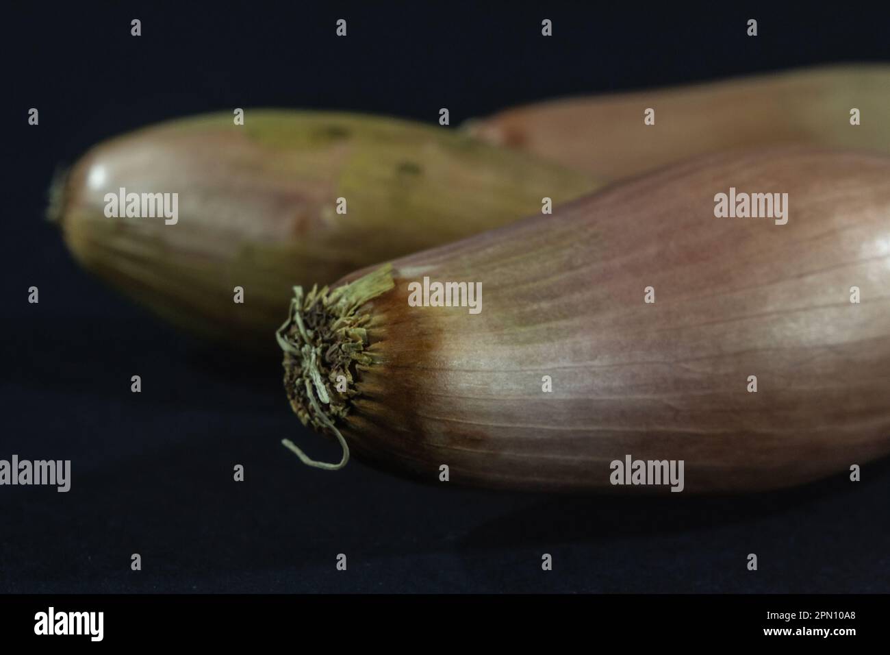 Immagine di uno scalogni su sfondo nero. Lo scalogno è una varietà botanica della cipolla. Fino al 2010, lo scalogno è stato classificato come sp Foto Stock