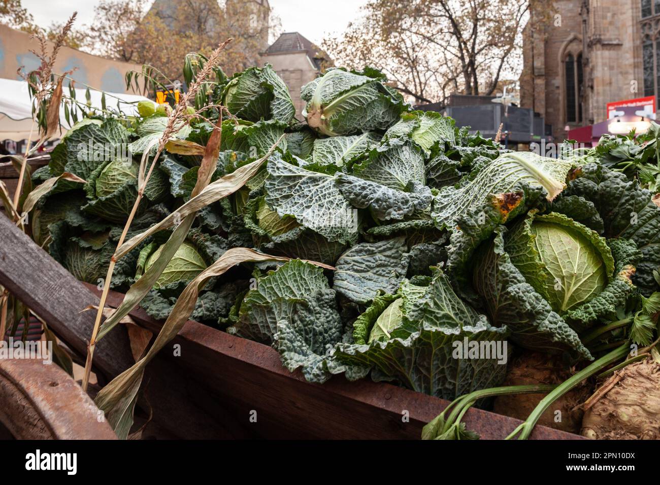 Immagine di un mucchio di Cabbages savoy in vendita in un mercato di Dortmund, Germania. Il cavolo di Savoia è una varietà della specie vegetale Brassica oleracea. Savo Foto Stock