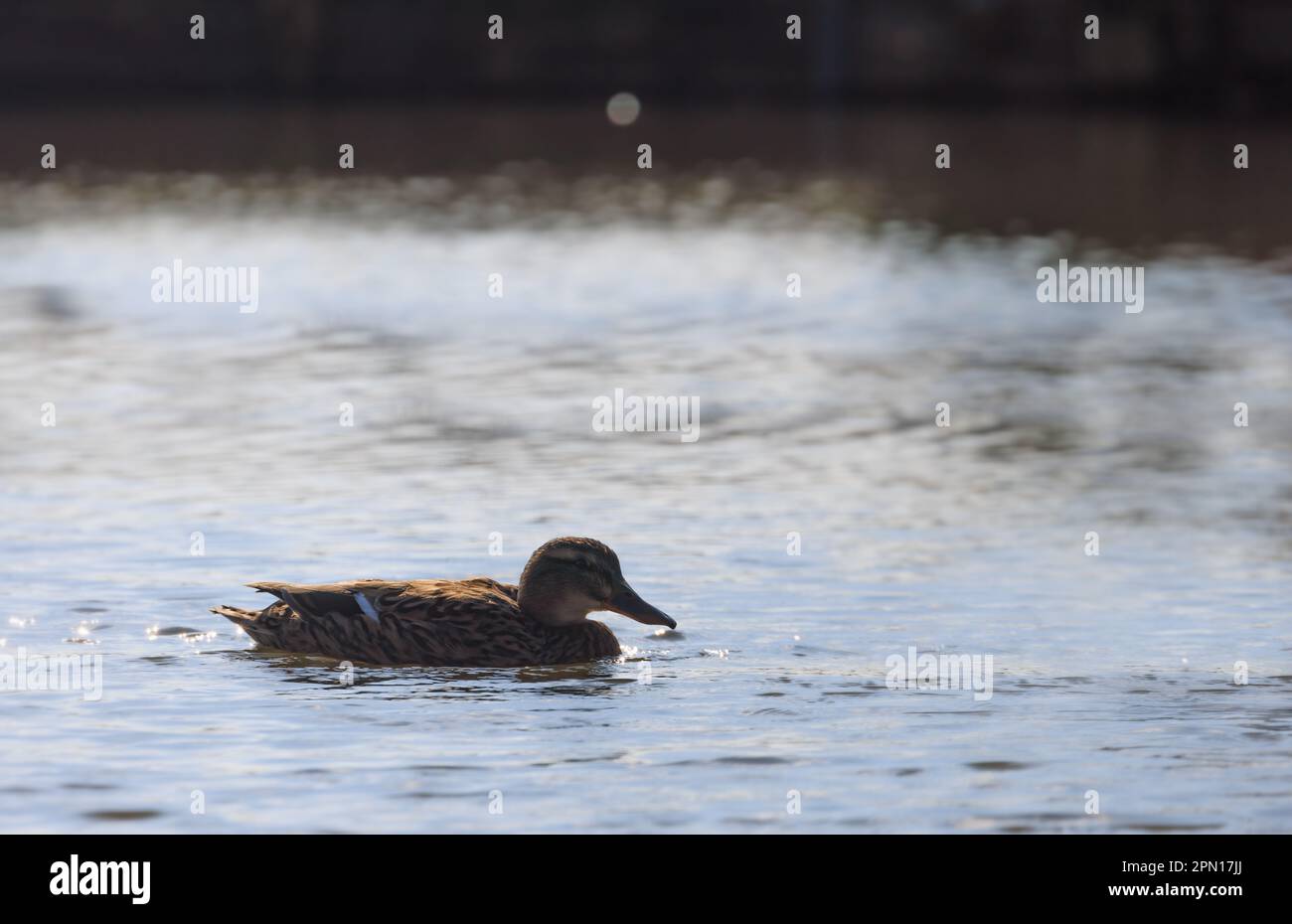 Mallard [ Anas platyrhynchos ] anatra femminile silhouette sul laghetto Foto Stock