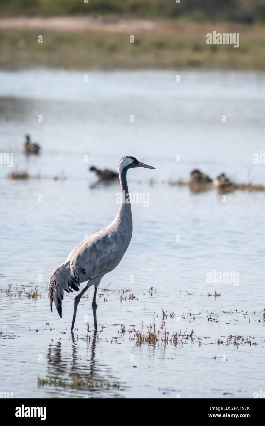 Una gru comune che alimenta nelle acque paludose del lago Nalsarovar alla periferia di Ahmedabad Foto Stock