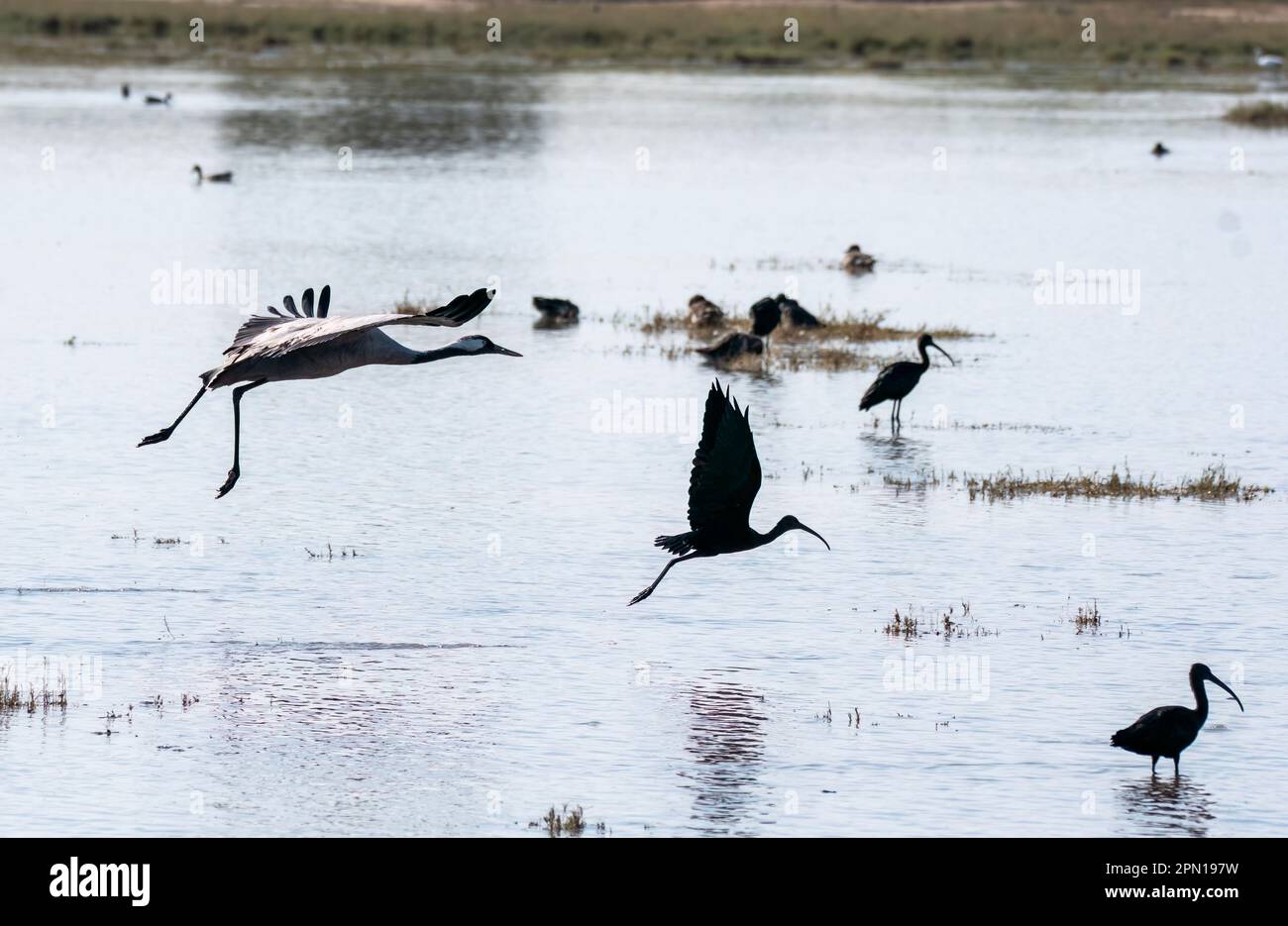 Una gru comune che alimenta nelle acque paludose del lago Nalsarovar alla periferia di Ahmedabad Foto Stock