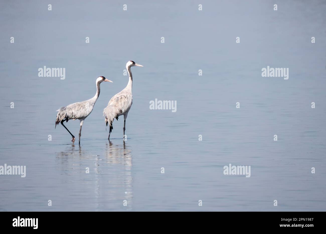Una gru comune che alimenta nelle acque paludose del lago Nalsarovar alla periferia di Ahmedabad Foto Stock