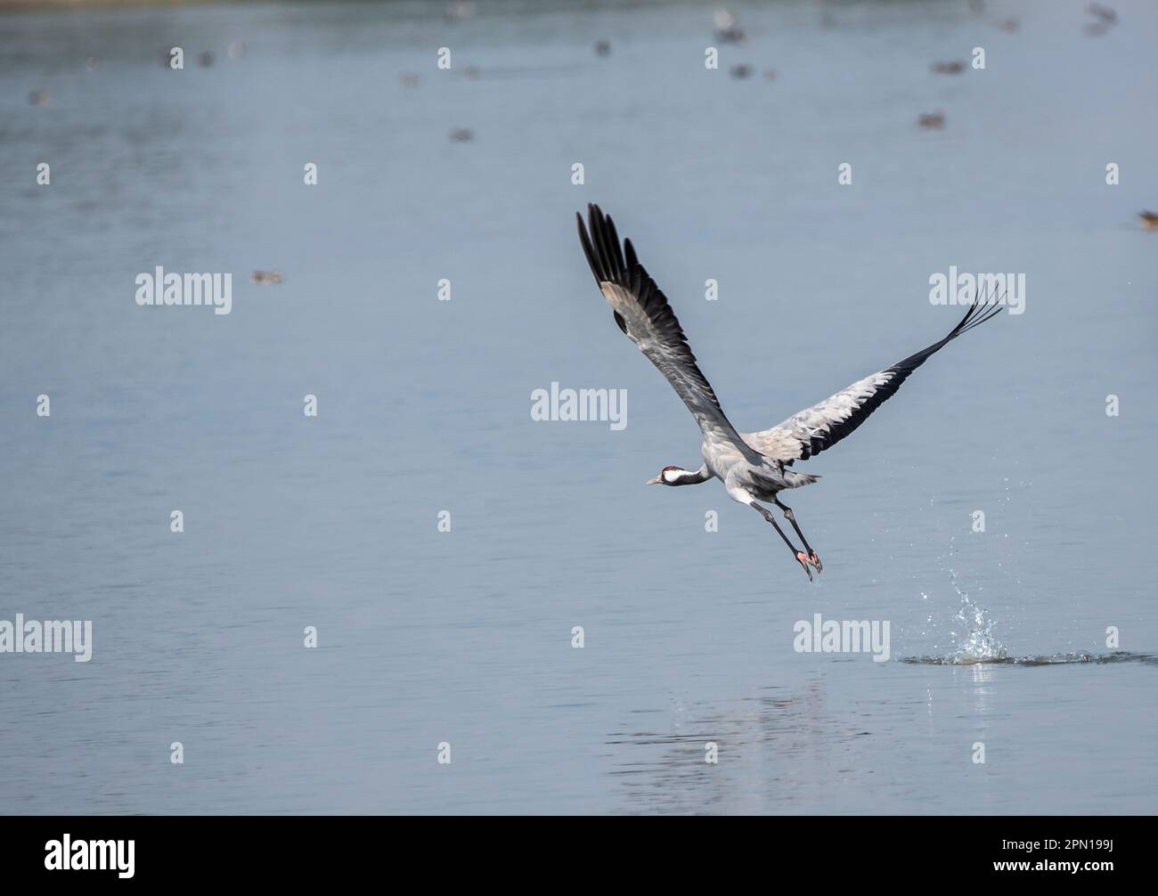 Una gru comune che alimenta nelle acque paludose del lago Nalsarovar alla periferia di Ahmedabad Foto Stock