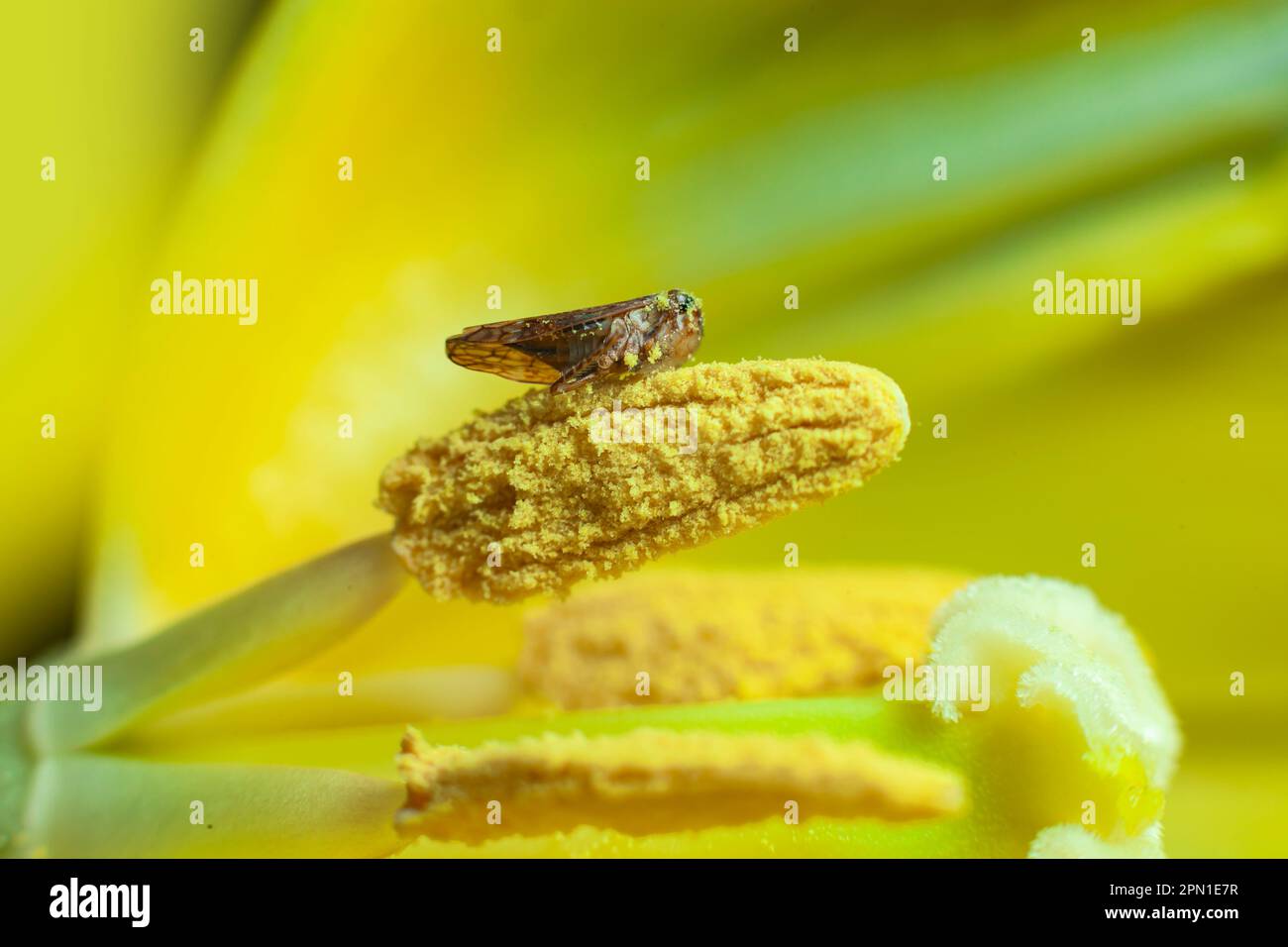 Piccolo bug all'interno di un fiore macro fotografia Foto Stock