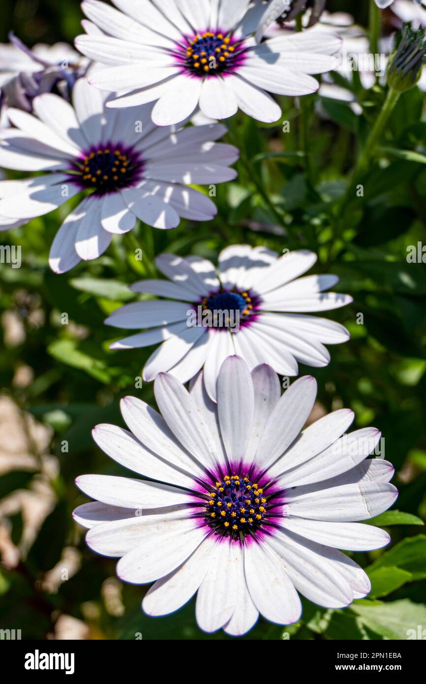 Fiori di margherite africane giardino bianco primo piano su uno sfondo sfocato. Foto Stock