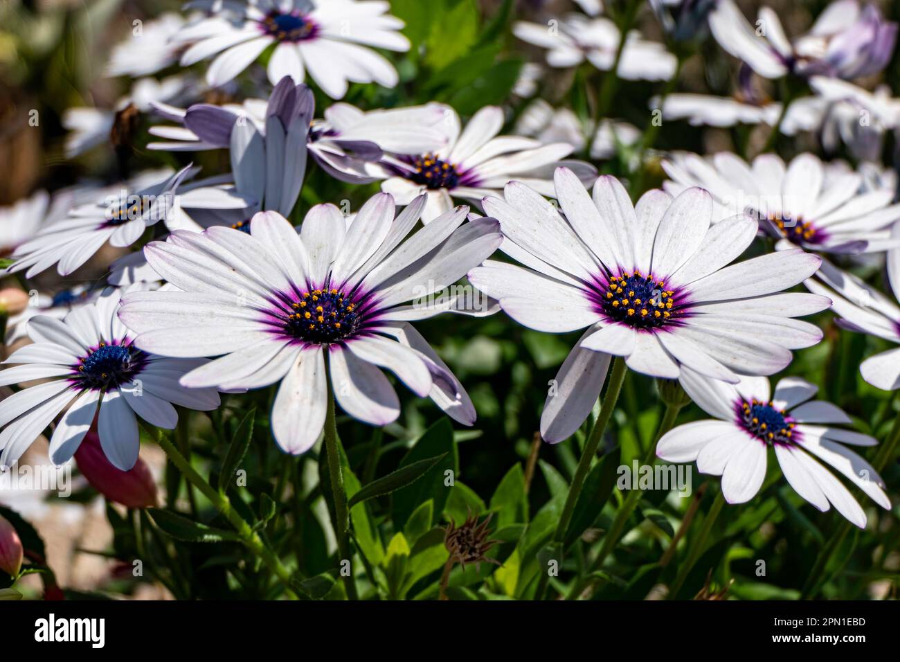 Fiori di margherite africane giardino bianco primo piano su uno sfondo sfocato. Foto Stock