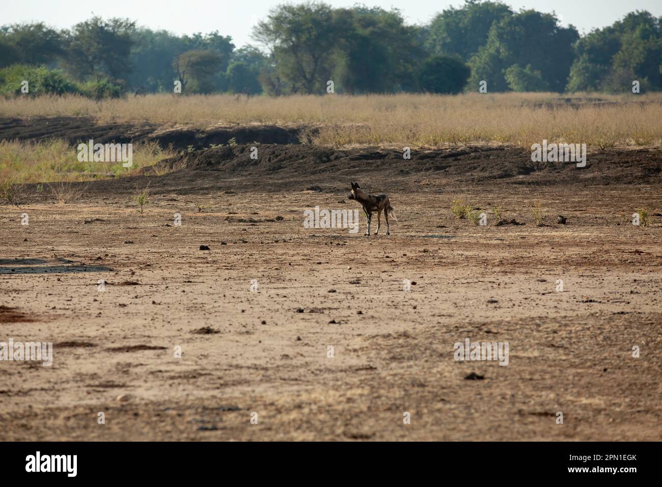 L Africano cane selvatico (Lycaon pictus) Foto Stock