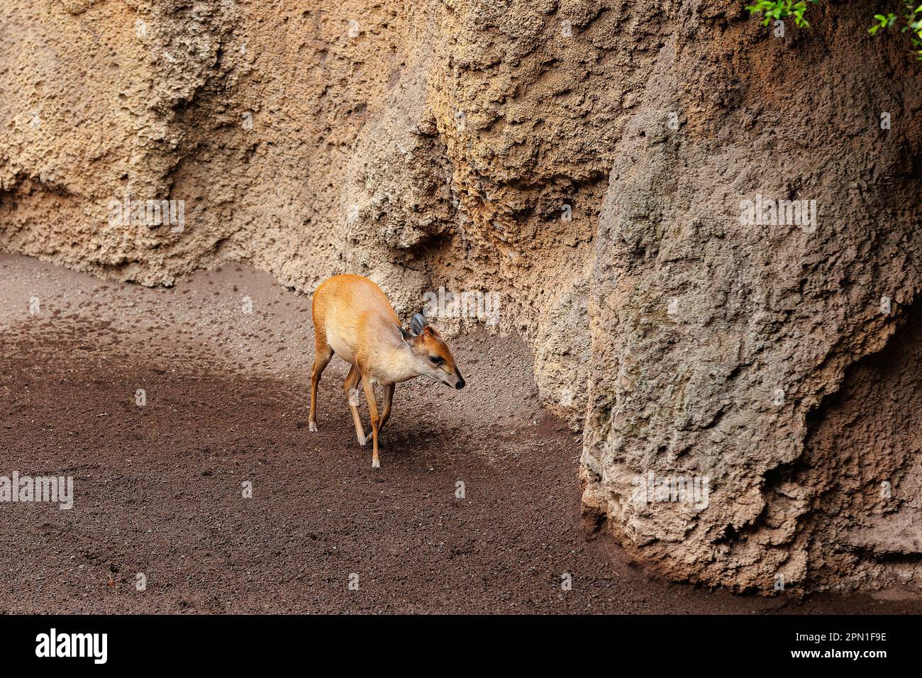 Bongos giovani orientali - Tragelaphus eurycerus - una foresta notturna erbivora ungulato con impressionante rosso-marrone mantello e Spiralled Horns. Foto Stock