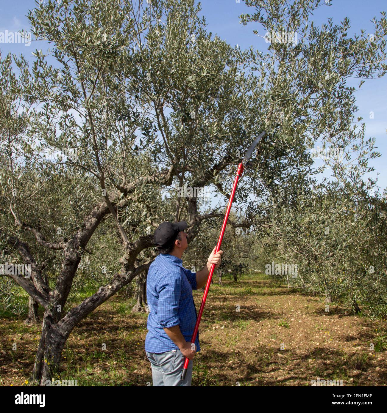 Immagine di un contadino in campagna che taglia i rami di un albero con una  sega telescopica. Potatura primaverile di un ulivo Foto stock - Alamy
