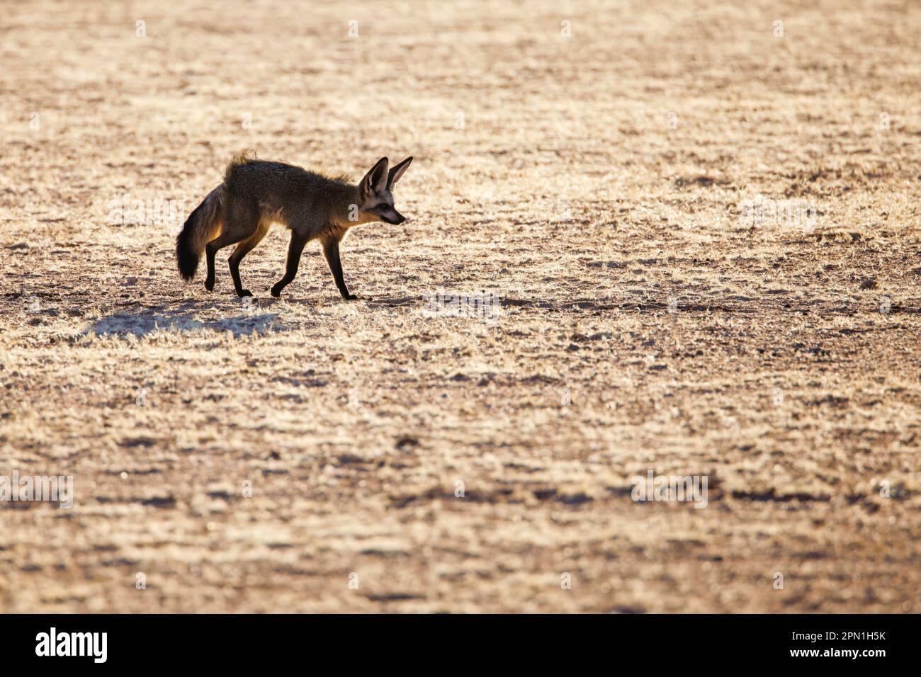BAT Eared Fox (Otocyon megalotis), Namibia Foto Stock