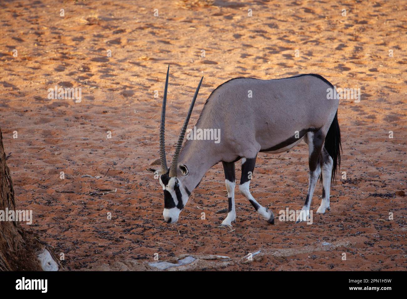 Wild Oryx, Namibia Foto Stock