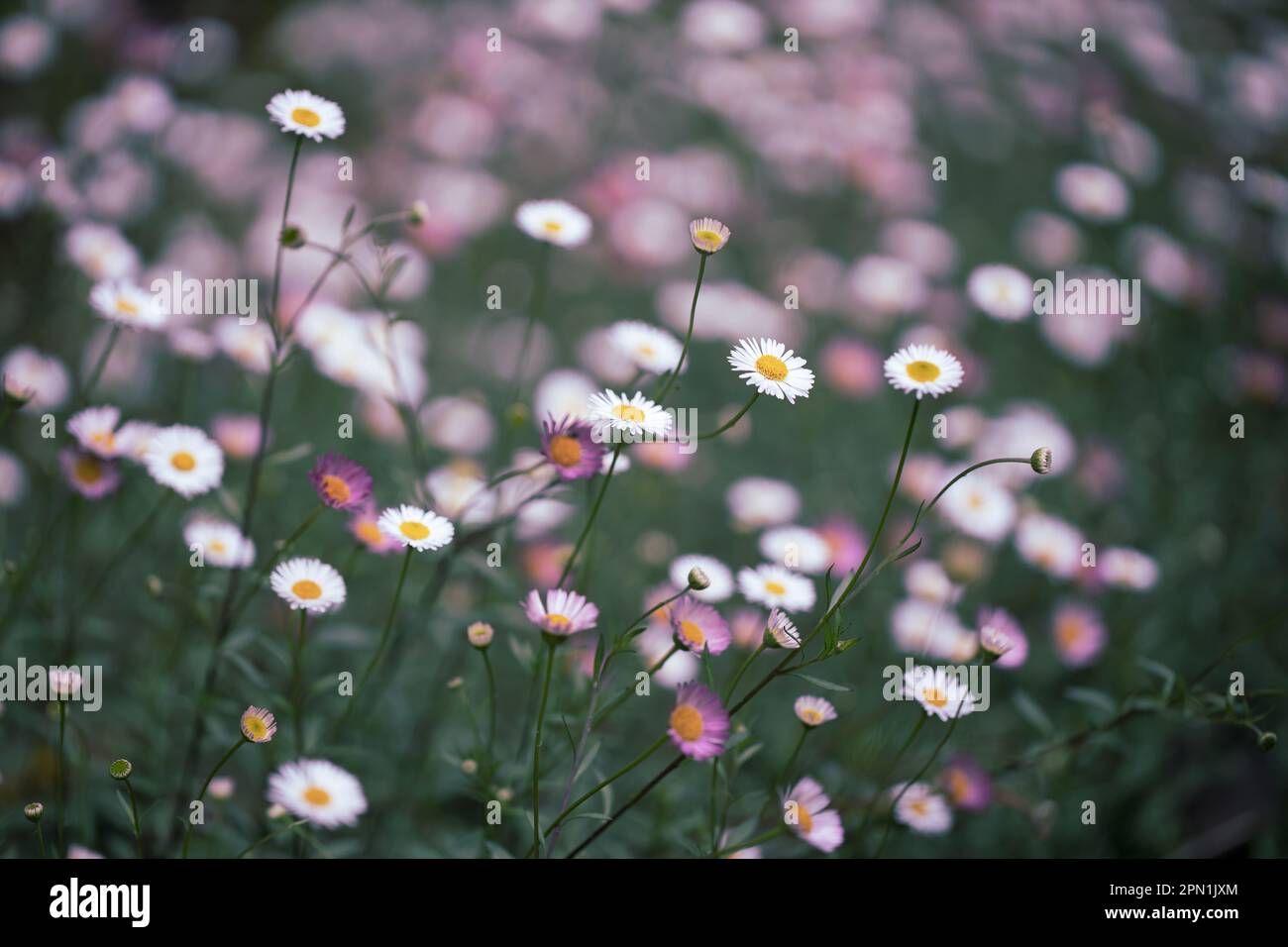 Primo piano coloratissimi campi di fiori margherite in piena fioritura in primavera. Foto Stock