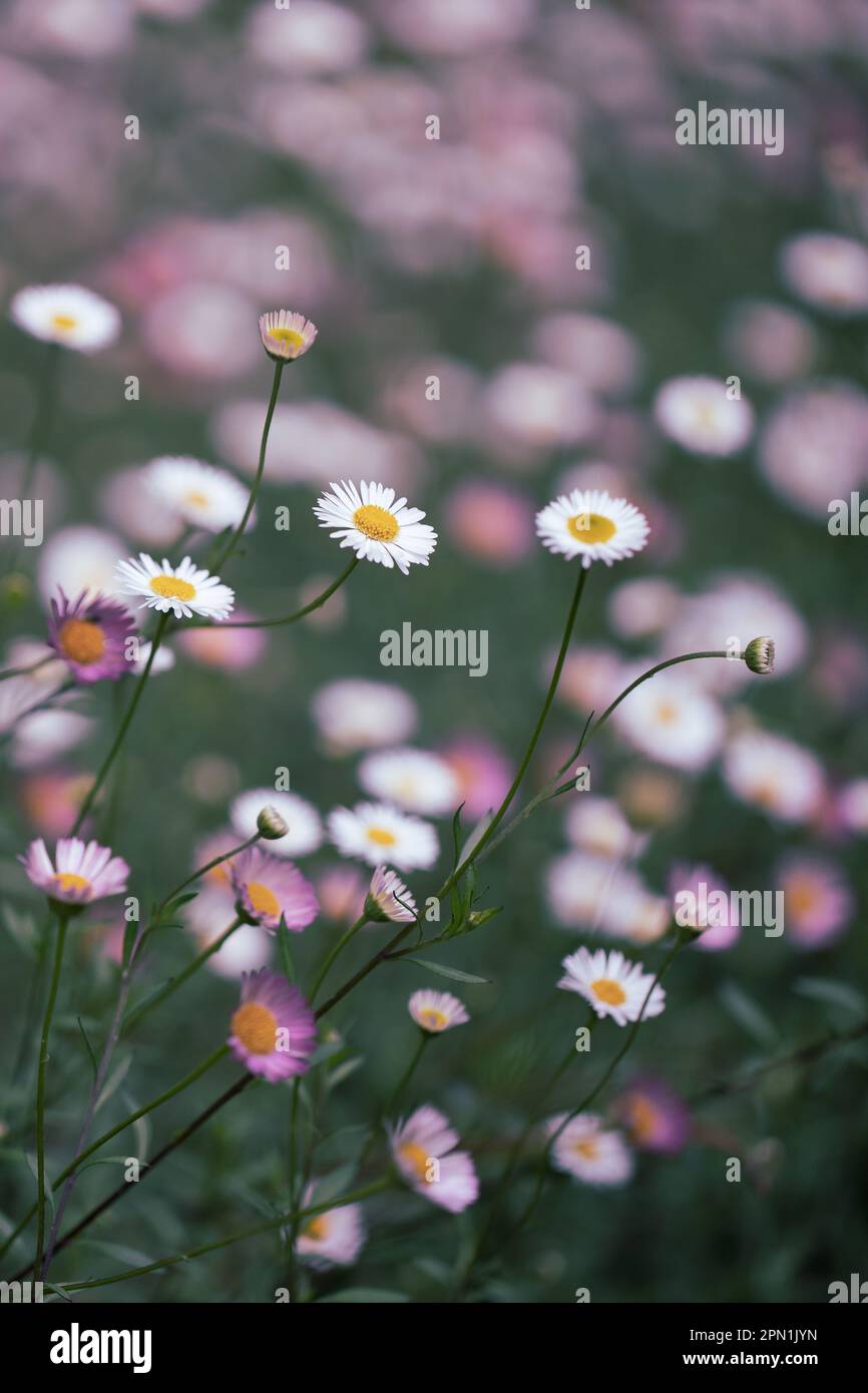Primo piano coloratissimi campi di fiori margherite in piena fioritura in primavera. Foto Stock