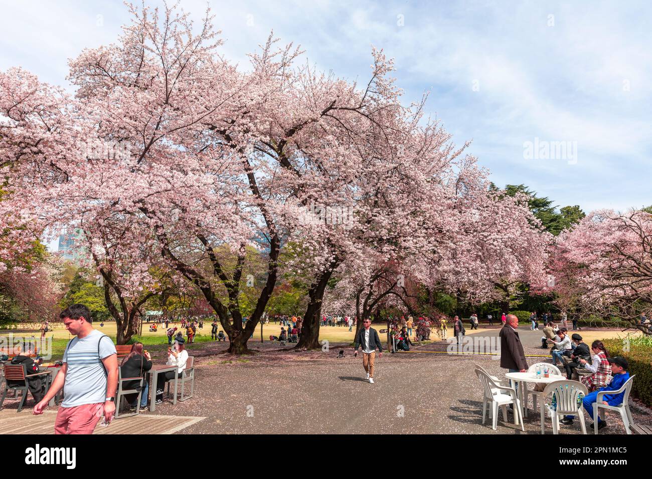 Tokyo Giappone Aprile 2023 fioritura dei ciliegi fioritura della gente del posto e dei visitatori nel parco di Shinjuku Gyoen (hanami) la fioritura dei ciliegi, Giappone, Asia Foto Stock