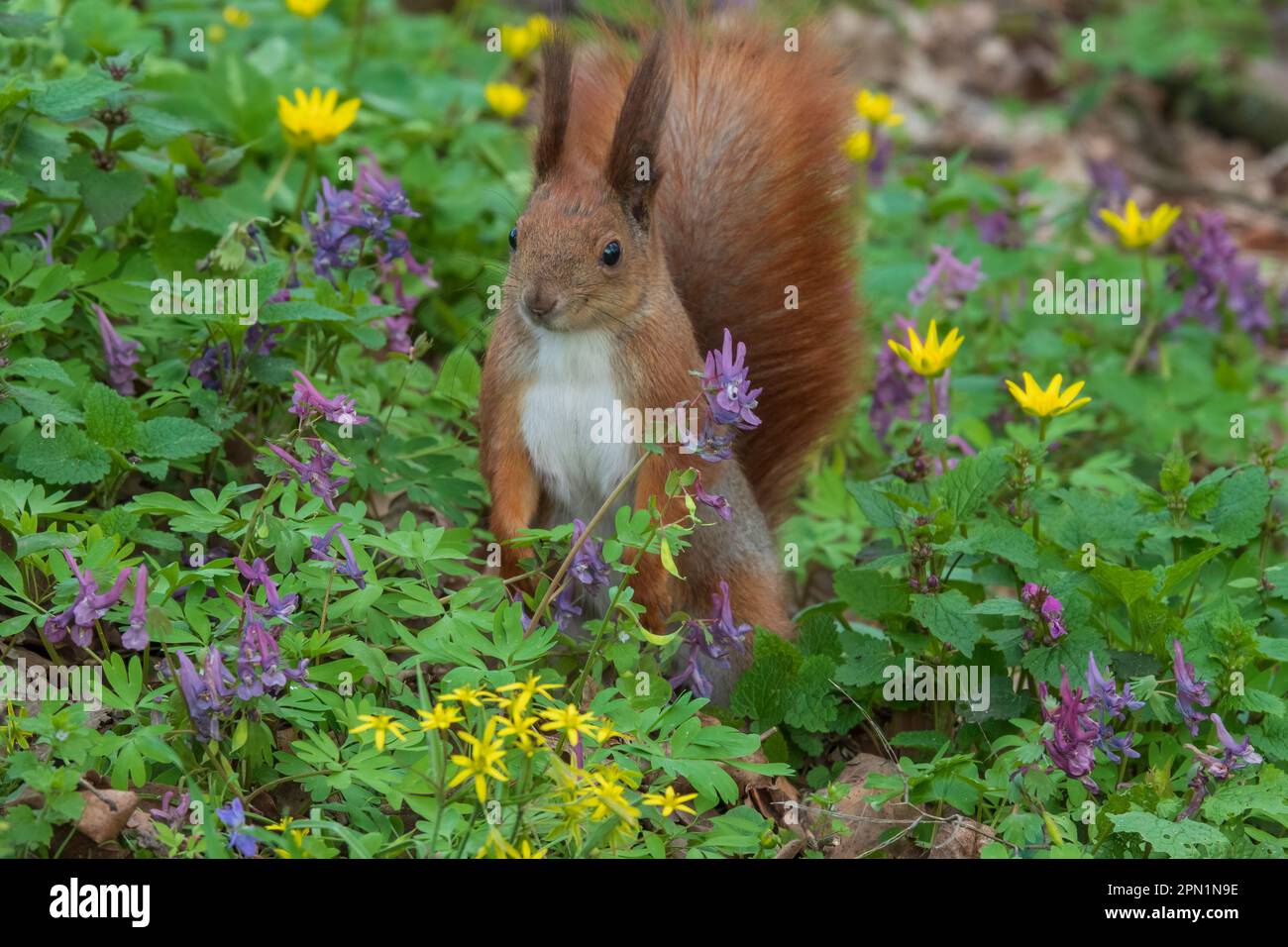 Carino scoiattolo rosso sul prato fiorito nel parco primaverile Foto Stock