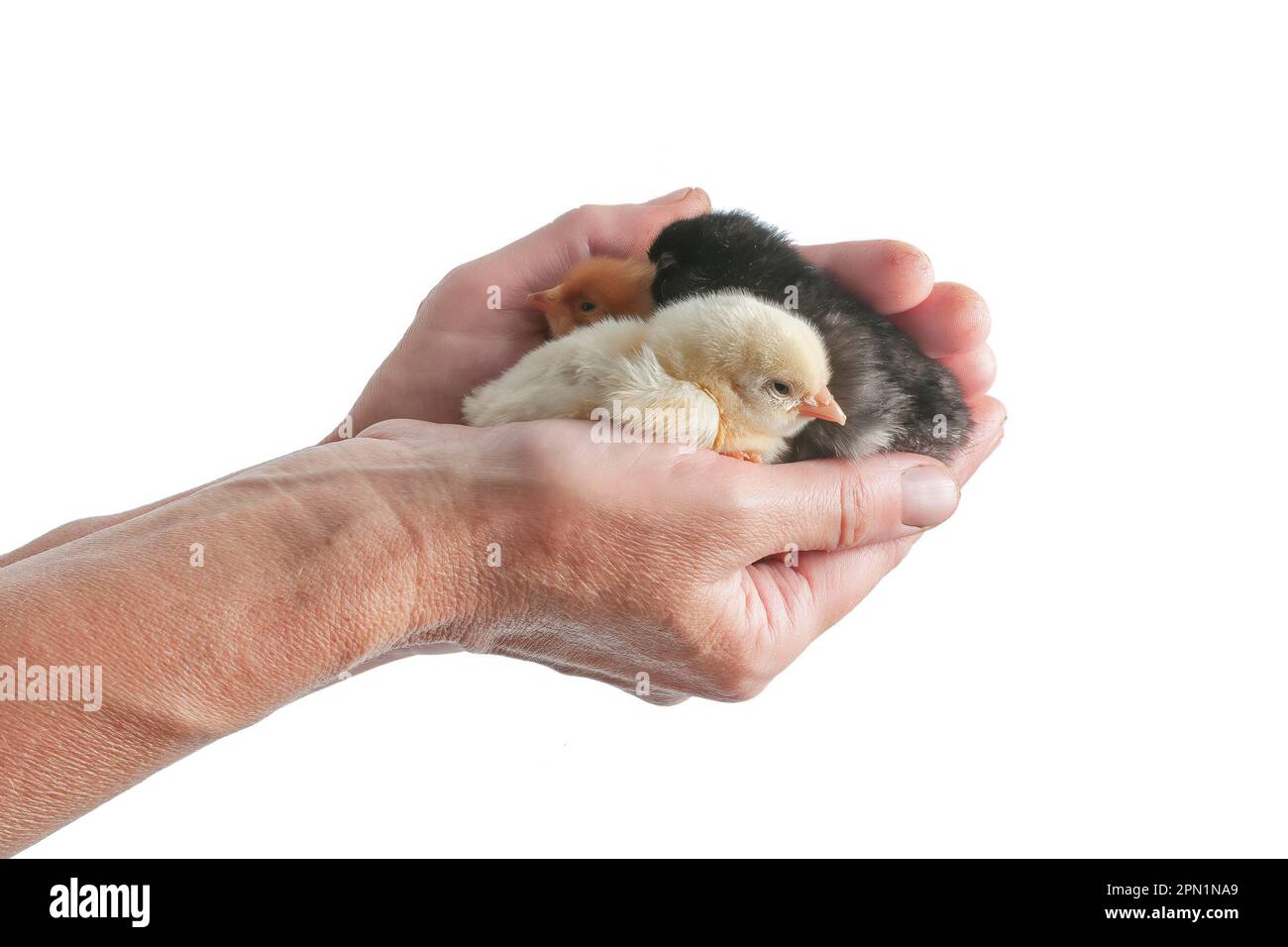 Cute polli neonati nelle mani umane isolato su bianco. La vita in fattoria. Uccelli domestici di cura Foto Stock