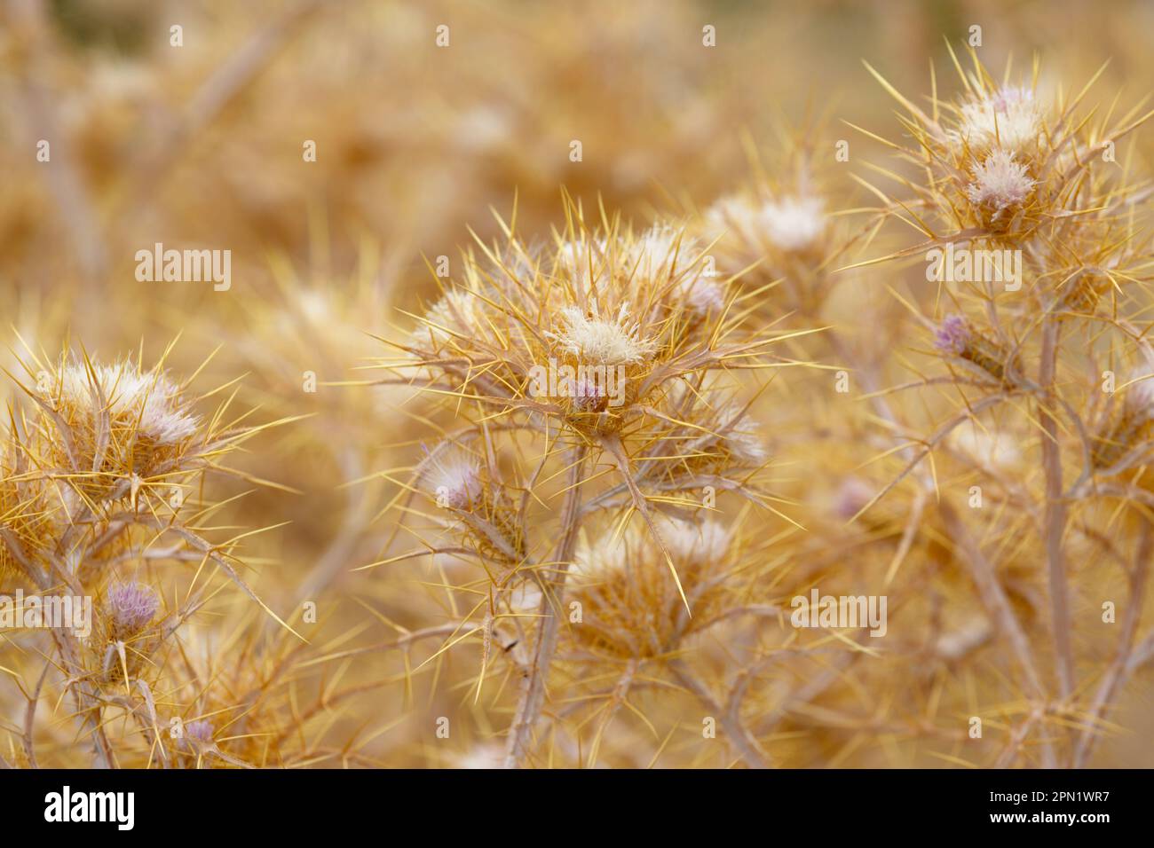 Pianta secca del cardo. Eryngium monocephalum, pianta di fioritura secca del cardo. Ramo asciutto con punte. ramo dorato spinoso Foto Stock