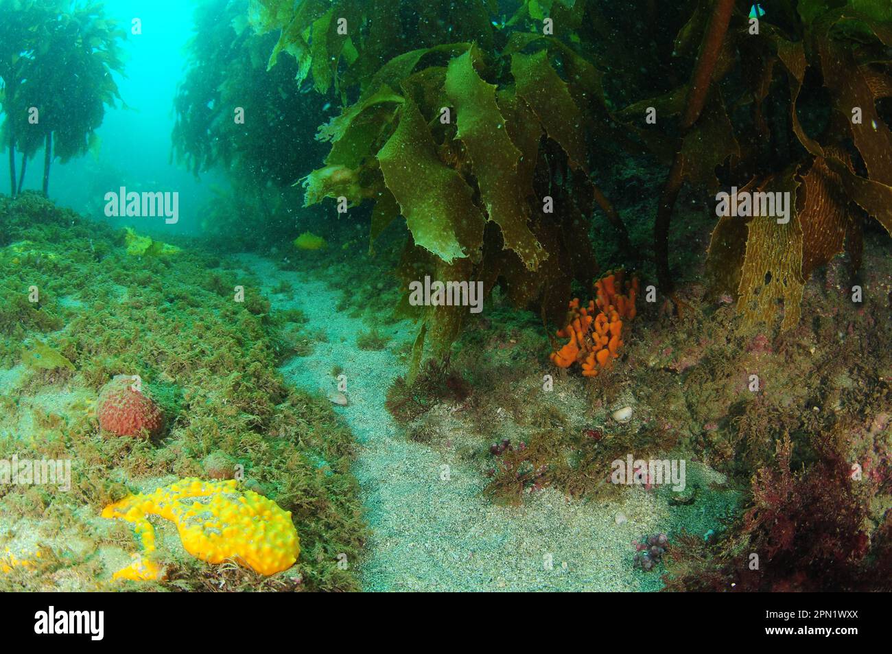Spugne di vari colori e forme crescono sotto il baldacchino della foresta di kelp. Location: Italy Foto Stock