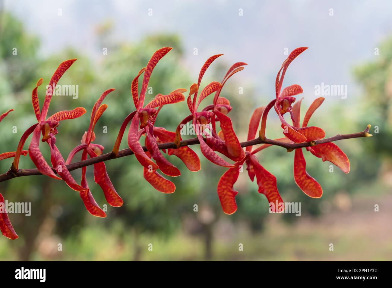 Vista in primo piano di fiori di arancio rosso brillante di specie orchidee epifitiche renanthera coccinea fioritura all'aperto in giardino tropicale Foto Stock