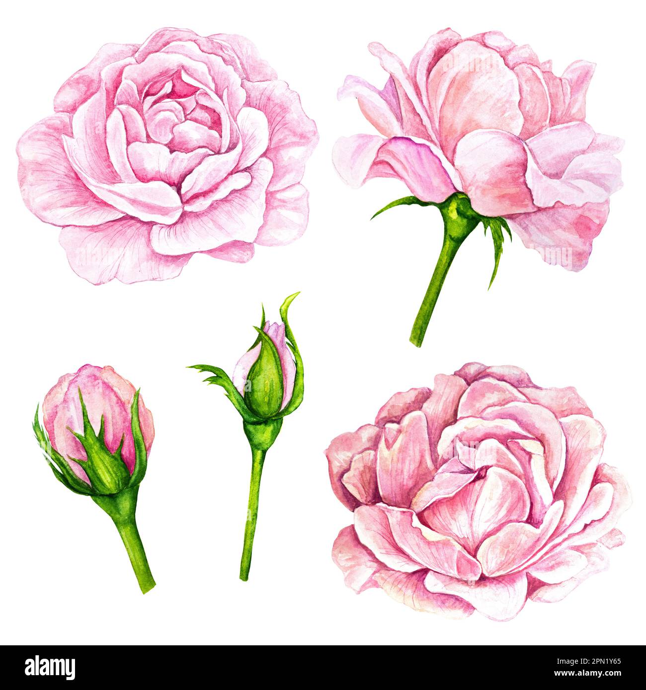 Set di illustrazioni acquerello, collezione di boccioli rosa, peonia isolata su sfondo bianco. Foto Stock