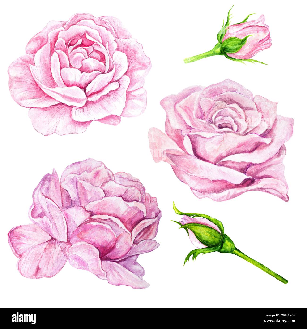 Set di illustrazioni acquerello, collezione di boccioli rosa, peonia isolata su sfondo bianco. Foto Stock