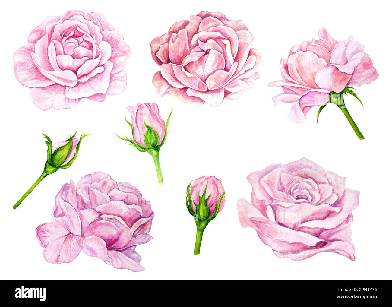 Set di illustrazioni acquerello, collezione di boccioli rosa, peonia isolata su sfondo bianco. Foto Stock