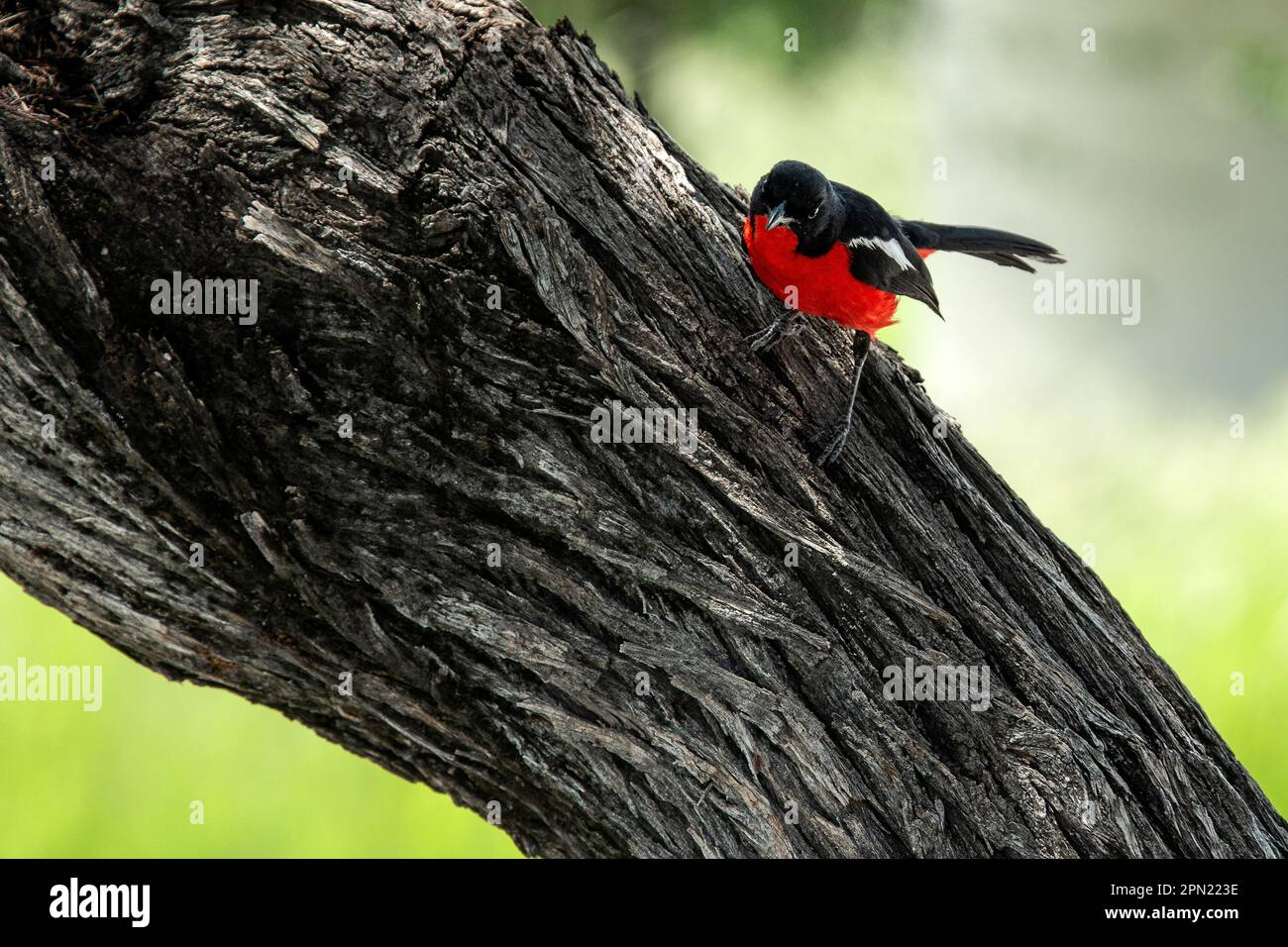 Crimson Breasted gambero sul ramo Foto Stock