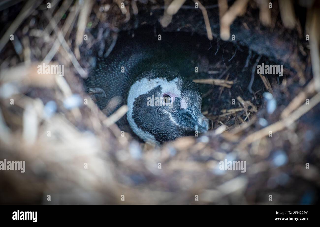 Razze selvatiche e libere di pinguini magellanici (Spheniscus magellanicus) nelle Isole Falkland Foto Stock