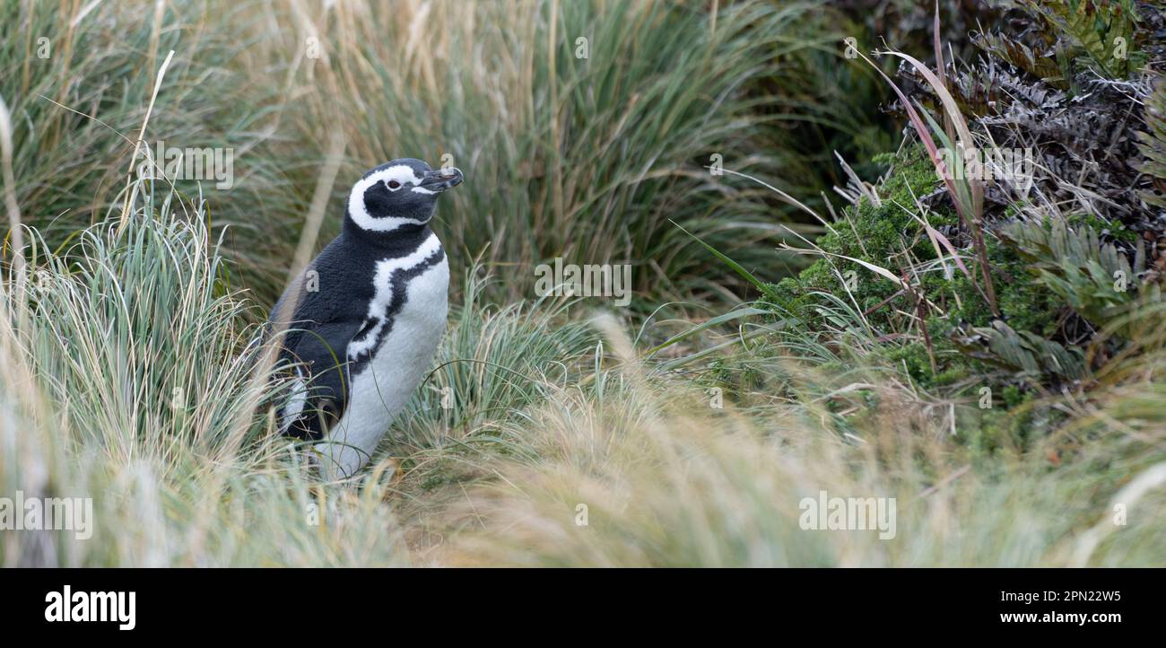Razze selvatiche e libere di pinguini magellanici (Spheniscus magellanicus) nelle Isole Falkland Foto Stock