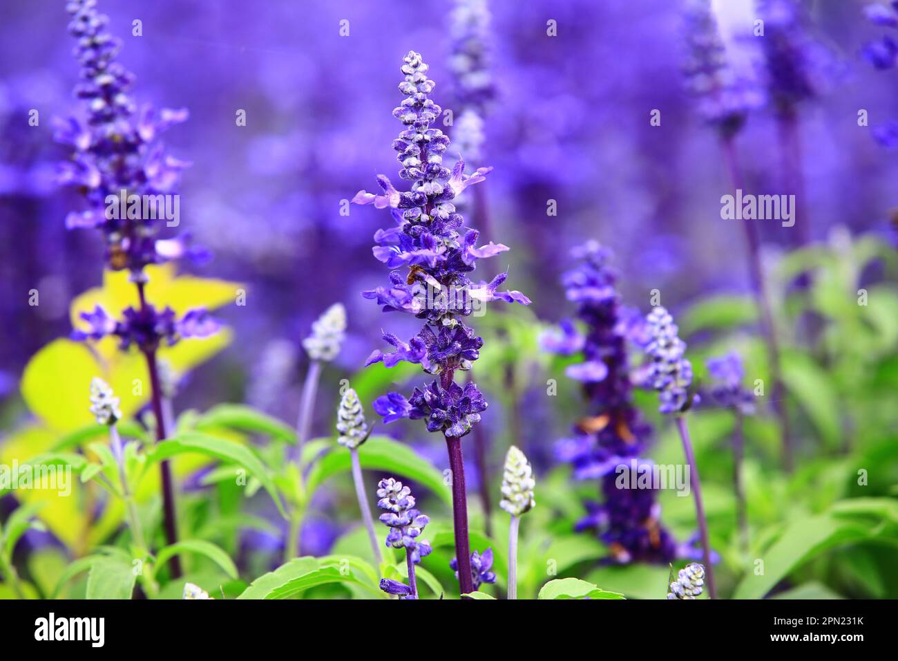 Fioritura Mealy fiori di salvia, primo piano di splendidi fiori di salvia blu fioritura in giardino in una giornata di sole Foto Stock