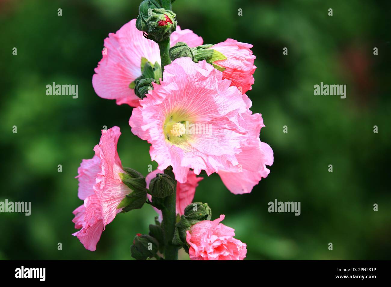 Fiori di Hollyhock (Alcea rosea) con sfondo morbido, primo piano di fiori rosa Hollyhock fiorire nel giardino Foto Stock
