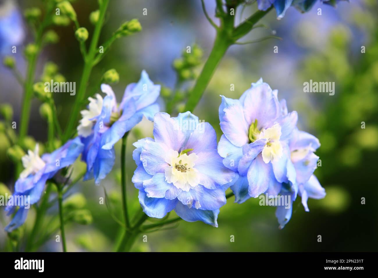 Fioritura colorful Delphinium, (Candle Delphinium, English Larkspur, Tall Larkspur) fiori, primo piano dei fiori blu Delphinium fiorire nel giardino Foto Stock