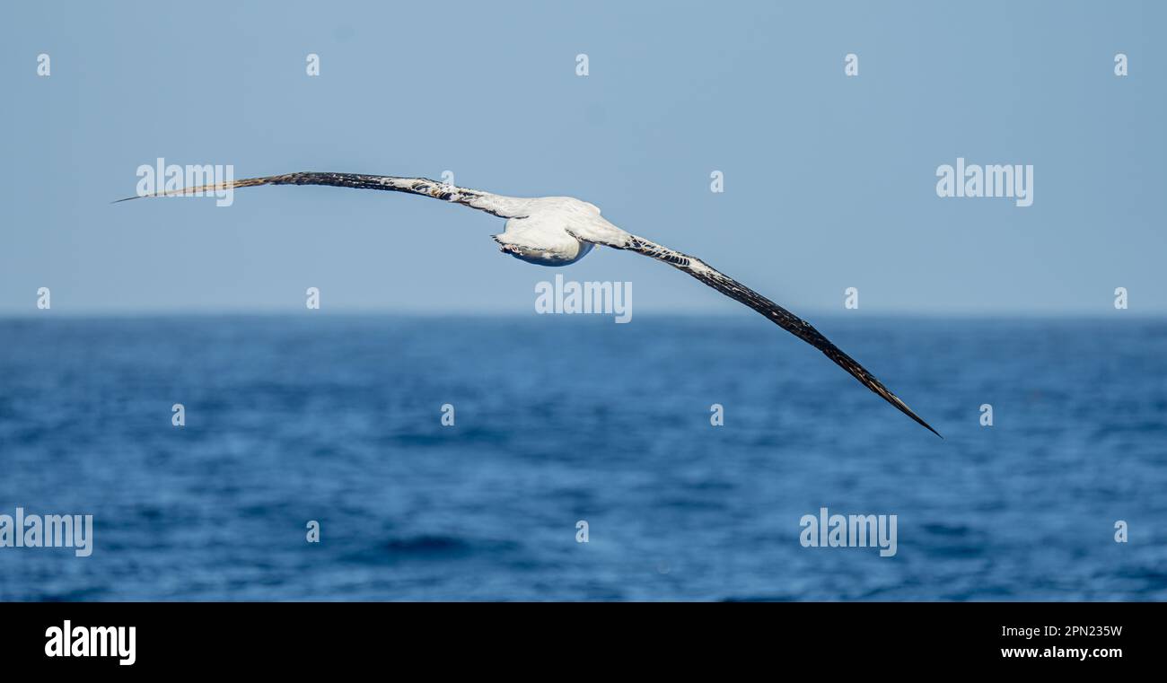 Albalconata (Diomedea exulans) - l'uccello con la più grande apertura alare del mondo sorvola il mare blu in volo in volo in volo a vela Foto Stock