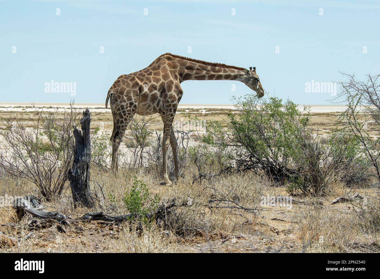 Una giraffa che si piega per mangiare la parte superiore tenera e succosa parte dalla parte superiore di un cespuglio sulla pianura Namibia Etosha. Foto Stock