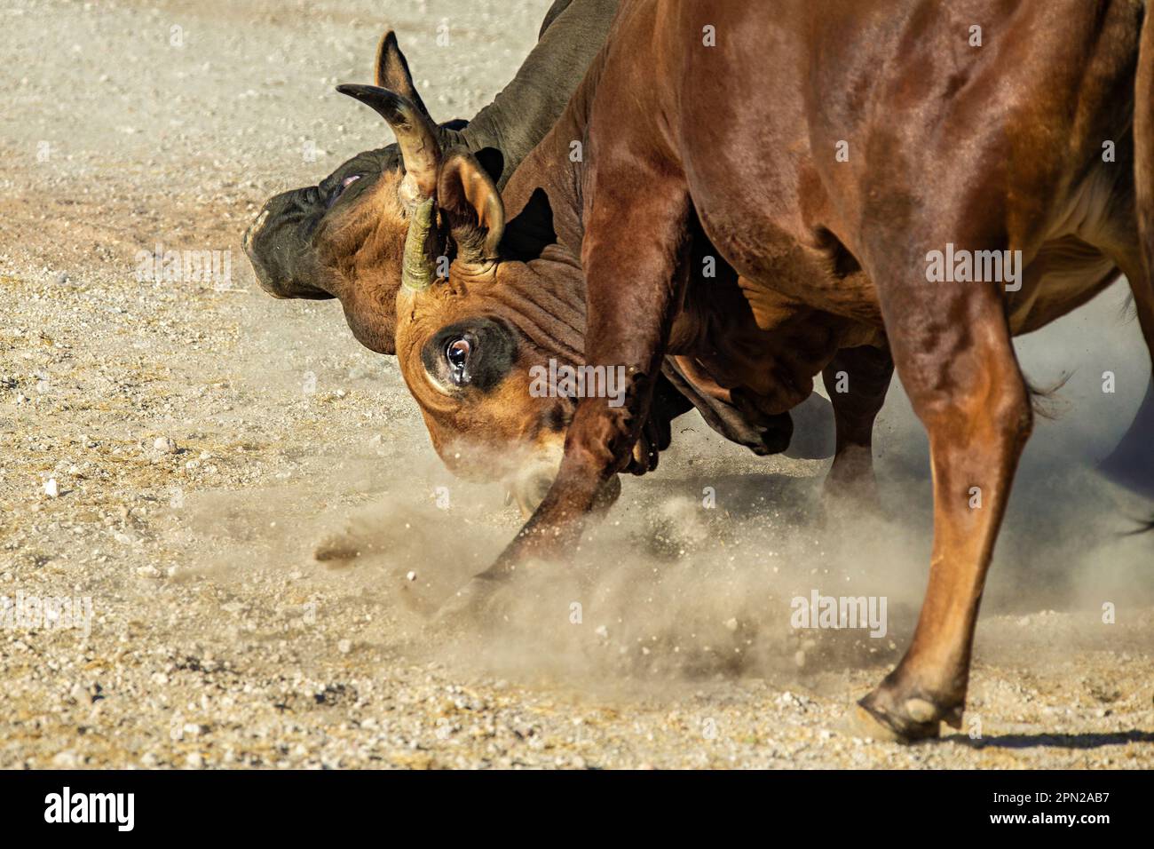 I tori di Boran Jersey Cross testa a testa Foto Stock