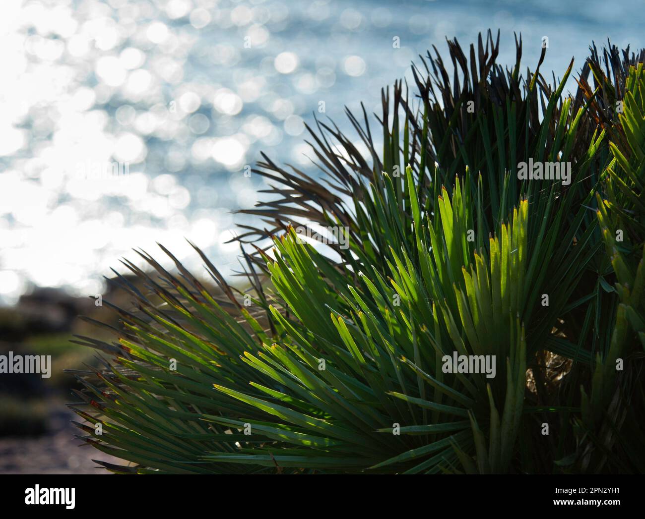 La palma nana (Chamaerops humilis) è una delle pianti che caricano la macchia bassa e il sottobosco in tutta l'area della riserva di Capo Caccia Foto Stock