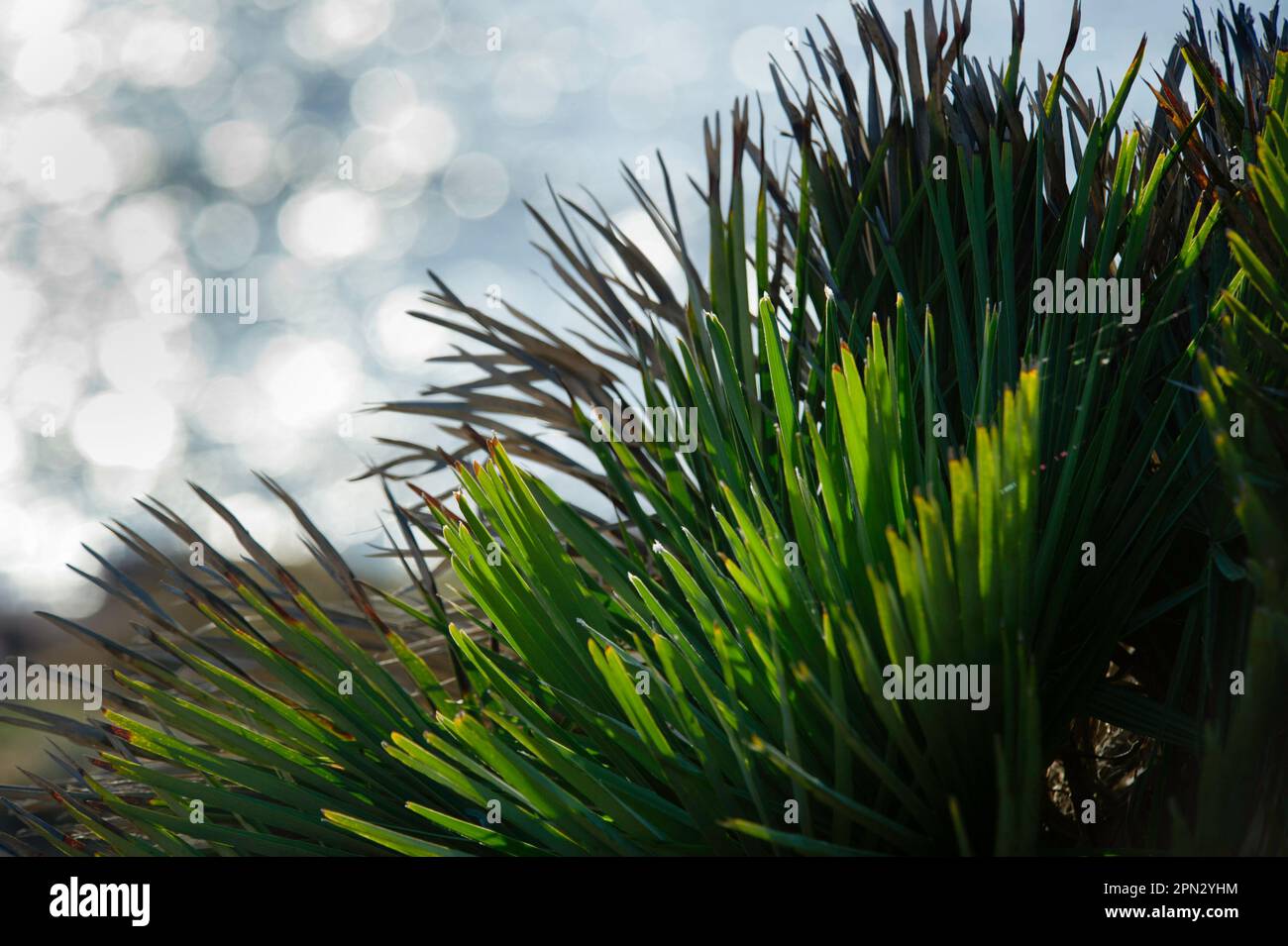 La palma nana (Chamaerops humilis) è una delle pianti che caricano la macchia bassa e il sottobosco in tutta l'area della riserva di Capo Caccia Foto Stock