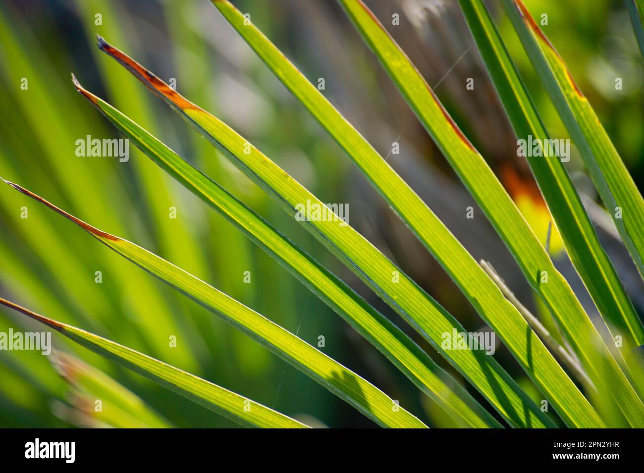 La palma nana (Chamaerops humilis) è una delle pianti che caricano la macchia bassa e il sottobosco in tutta l'area della riserva di Capo Caccia Foto Stock