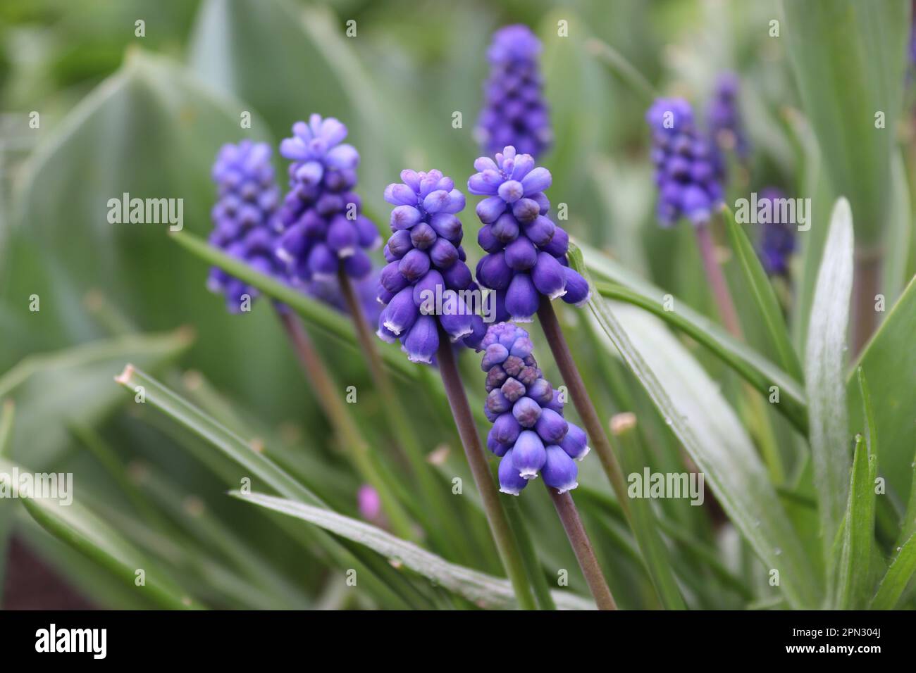 Un bouquet di piccoli giacinti d'uva che si trovano in un ambiente locale Foto Stock