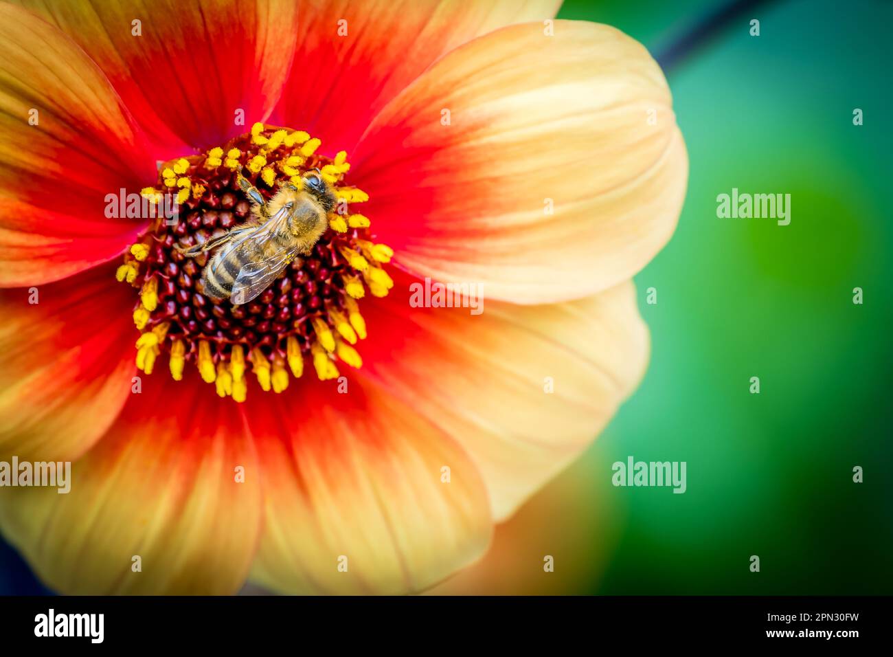 L'ape del miele viene catturata mentre raccoglie il nettare da una dahlia fiorita di colore giallo-arancio, con il suo corpo di pelliccia, nero e giallo e le sue delicate ali. Foto Stock