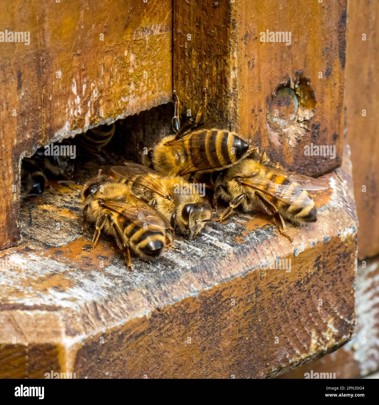 Una popolosa colonia di api mellifere occidentali, conosciuta come Apis mellifera, può essere vista entrare ed uscire dal loro alveare di legno con collaborazione e lavoro di squadra. Foto Stock