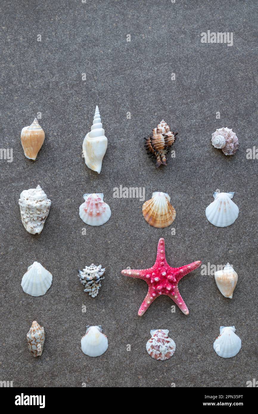 Stelle marine e conchiglie di mare disposte in file sulla sabbia Foto Stock