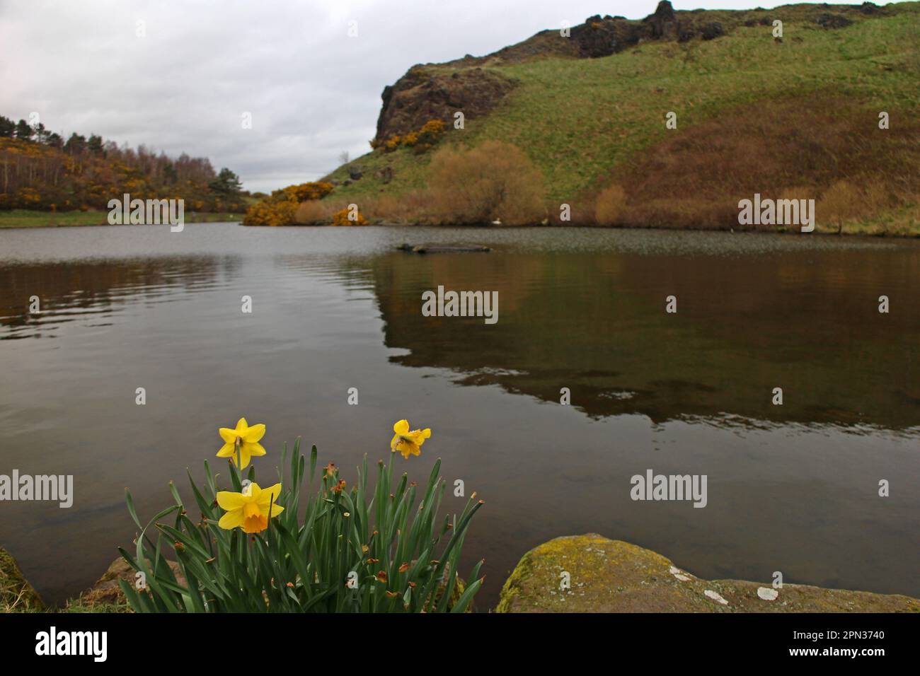 Daffodils fiorendo sulla costa di Dunsapie Loch, Edimburgo Foto Stock